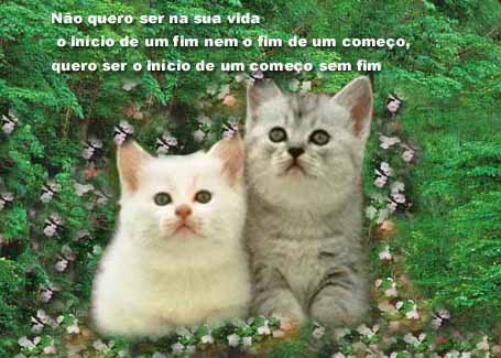 Gatinhos