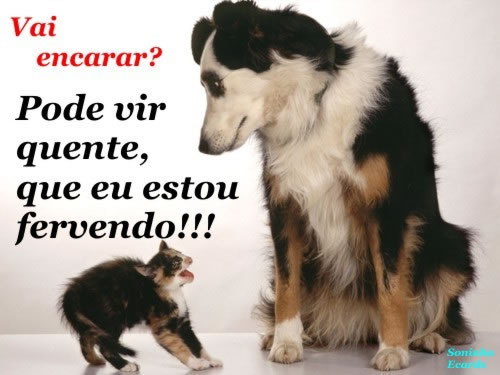 Caezinhos