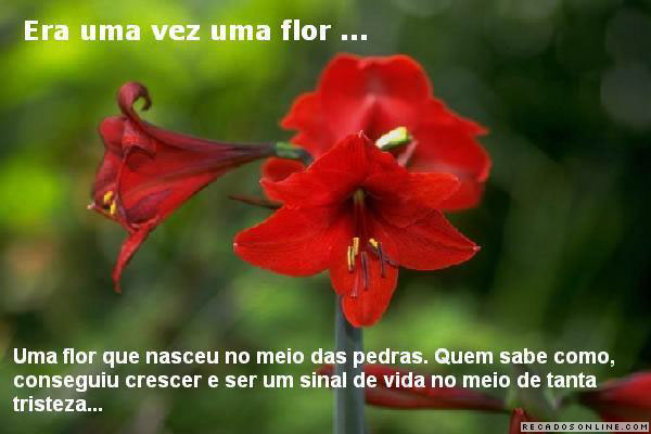 Flores