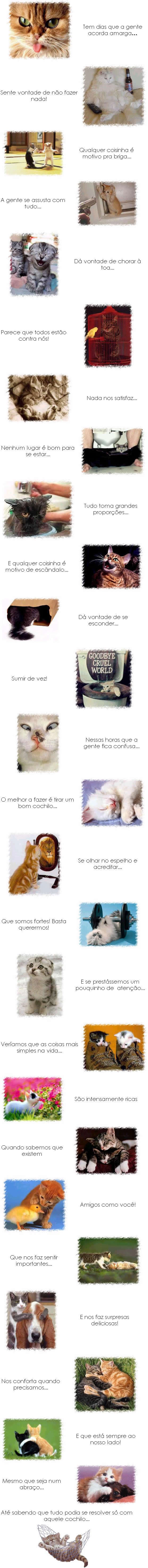 Gatosinhos