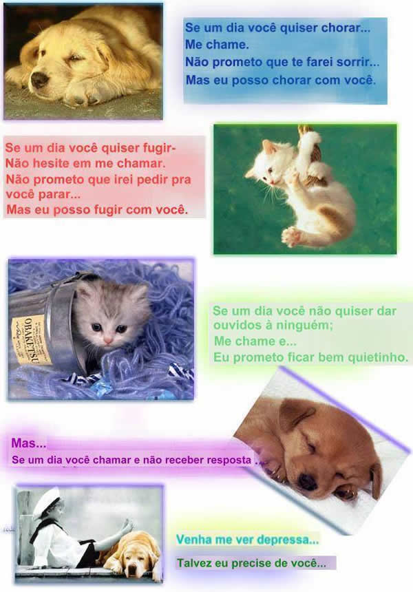 Animais