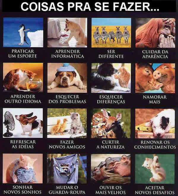 Animais