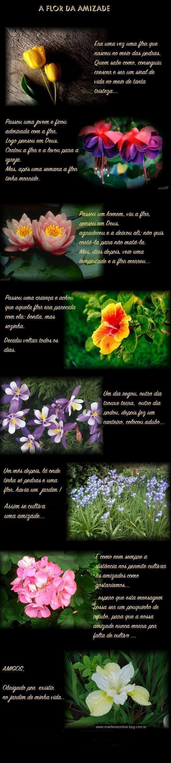 Flores